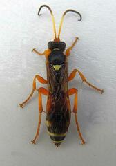 Ichneumon ambulatorius