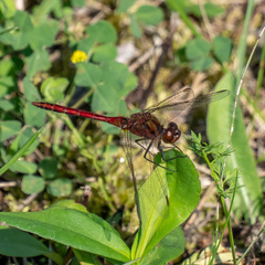 Sympetrum costiferum