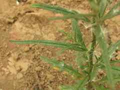 Salpiglossis sinuata