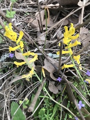 Corydalis