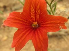 Salpiglossis sinuata