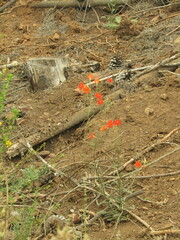 Salpiglossis sinuata