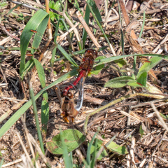 Sympetrum costiferum