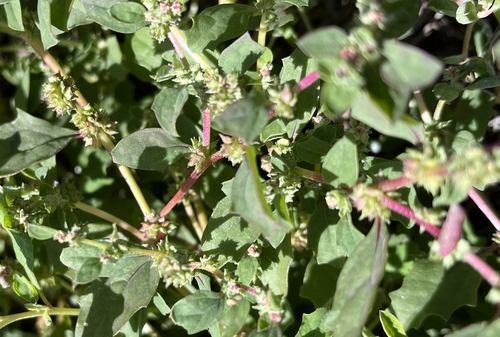Atriplex suberecta observed 2023-02-25