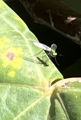 Chrysosoma globiferum