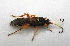 Ichneumon ambulatorius