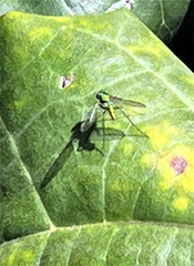 Chrysosoma globiferum