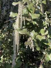 Garrya elliptica
