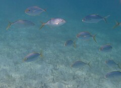 Caranx bartholomaei