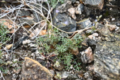 Gilia