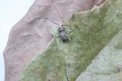 Anthribidae