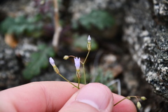Gilia