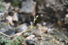 Gilia