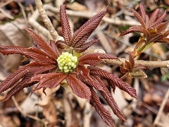 Aesculus sylvatica