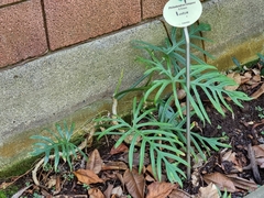 Philodendron elegans