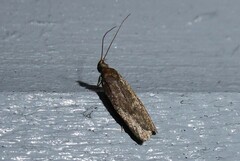 Phaeosaces apocrypta
