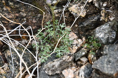 Gilia