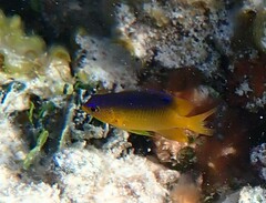 Stegastes leucostictus