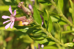 Cuphea fruticosa