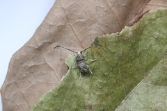 Anthribidae