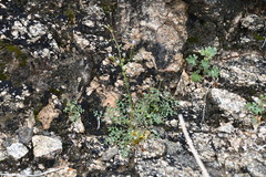 Gilia