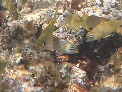 Haemulon carbonarium