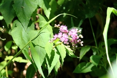 Cyrtocymura scorpioides