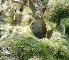 Acanthurus chirurgus
