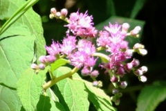 Cyrtocymura scorpioides