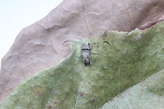 Anthribidae