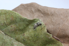 Anthribidae