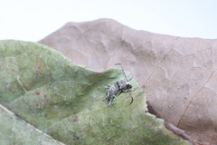 Anthribidae