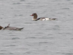 Mergus merganser