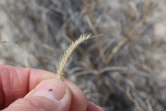 Bouteloua breviseta