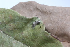Anthribidae