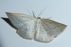 Orthoclydon praefectata