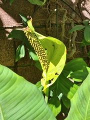 Spathiphyllum blandum