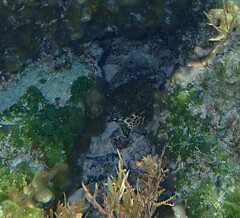 Epinephelus guttatus