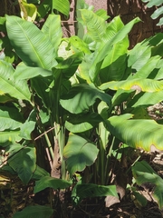 Spathiphyllum blandum