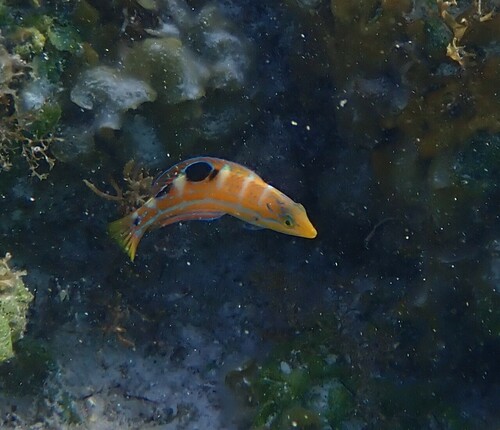 Puddingwife Wrasse