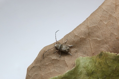 Anthribidae