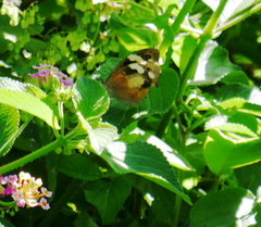Heteronympha merope