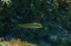 Halichoeres maculipinna