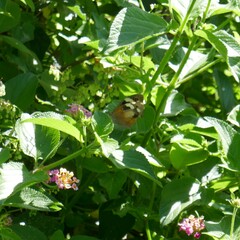 Heteronympha merope