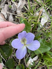 Viola missouriensis
