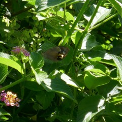Heteronympha merope