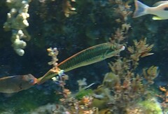 Halichoeres maculipinna