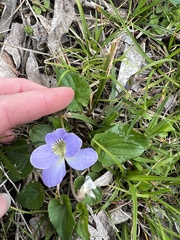 Viola missouriensis