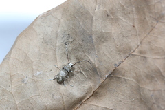 Anthribidae