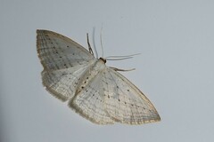 Orthoclydon praefectata